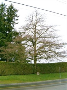 Royal Oak Tree, City of Surrey / Chêne royale, ville de Surrey